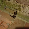Vuursalamander (zèèr zeldzaam)